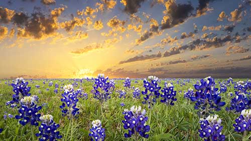 Meadow in Texas